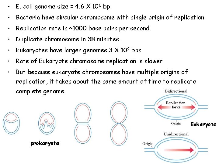  • E. coli genome size = 4. 6 X 106 bp • Bacteria