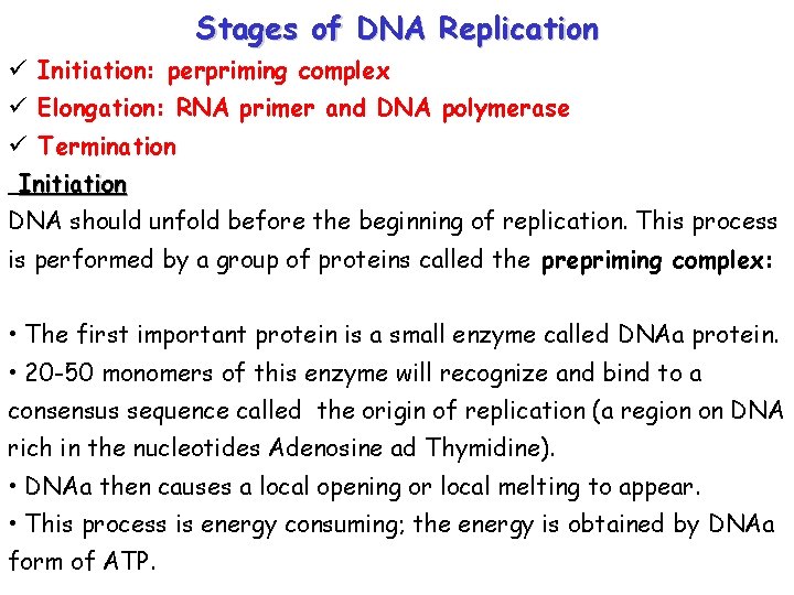 Stages of DNA Replication ü Initiation: perpriming complex ü Elongation: RNA primer and DNA