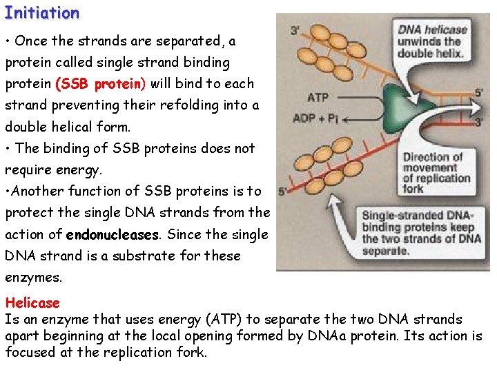 Initiation • Once the strands are separated, a protein called single strand binding protein