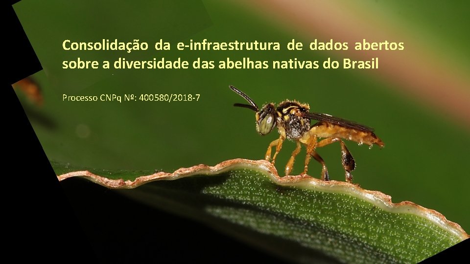 Consolidação da e-infraestrutura de dados abertos sobre a diversidade das abelhas nativas do Brasil