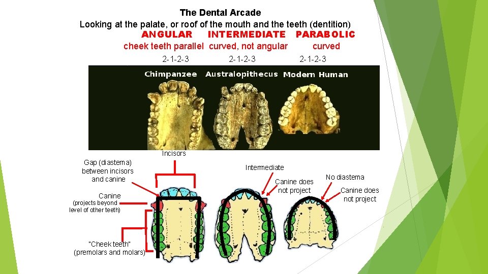 The Dental Arcade Looking at the palate, or roof of the mouth and the