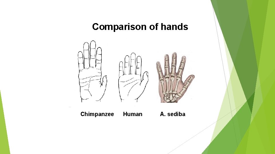 Comparison of hands Chimpanzee Human A. sediba 