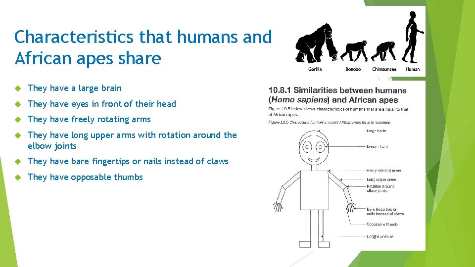 Characteristics that humans and African apes share They have a large brain They have