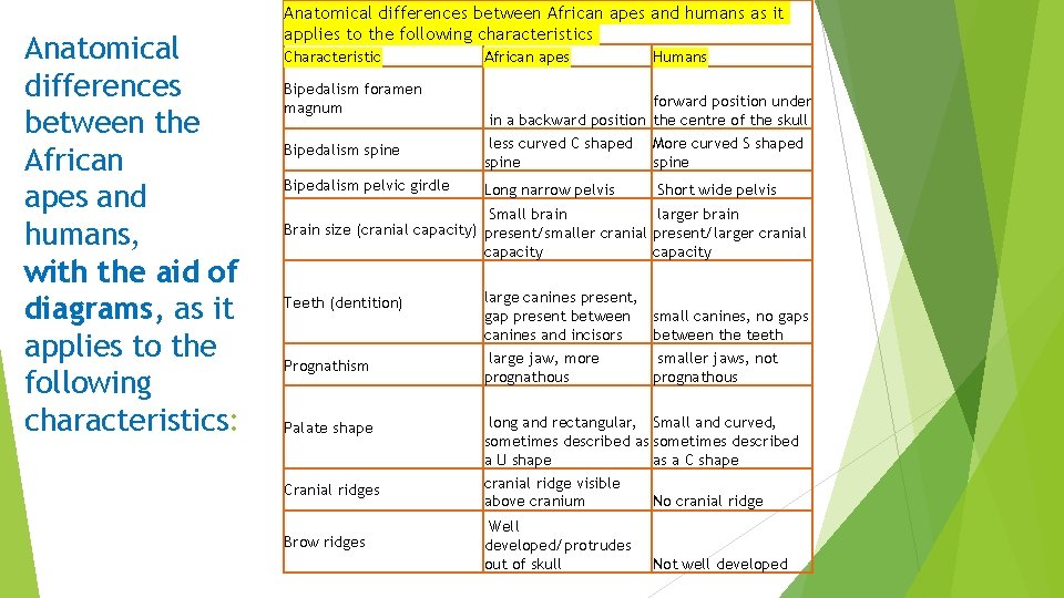 Anatomical differences between the African apes and humans, with the aid of diagrams, as