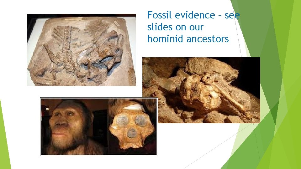 Fossil evidence – see slides on our hominid ancestors 