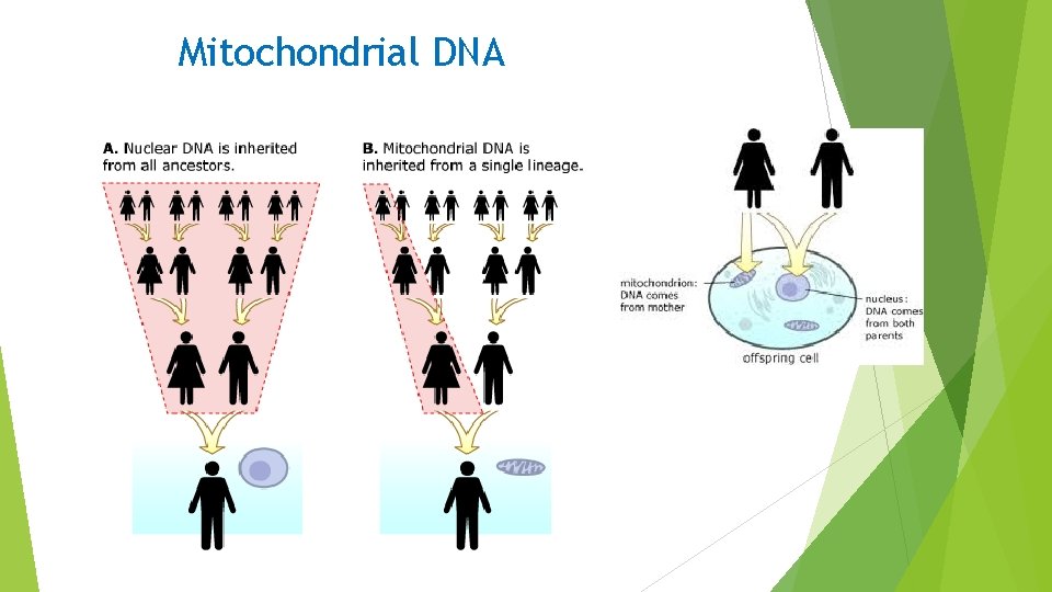 Mitochondrial DNA 