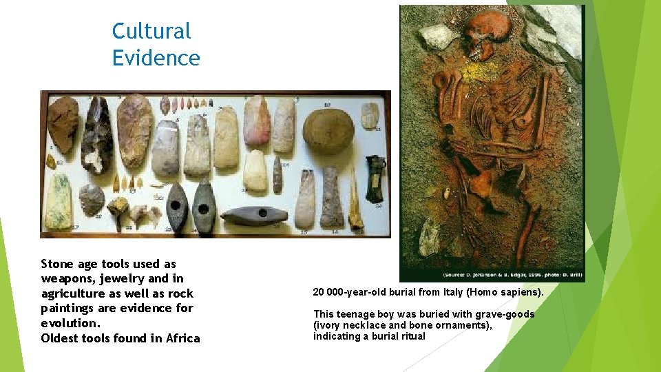 Cultural Evidence Stone age tools used as weapons, jewelry and in agriculture as well