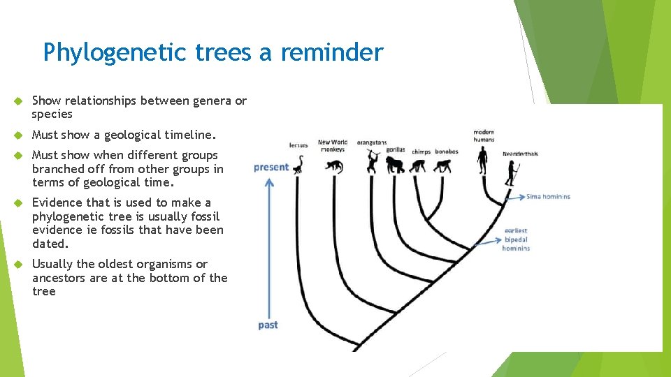 Phylogenetic trees a reminder Show relationships between genera or species Must show a geological