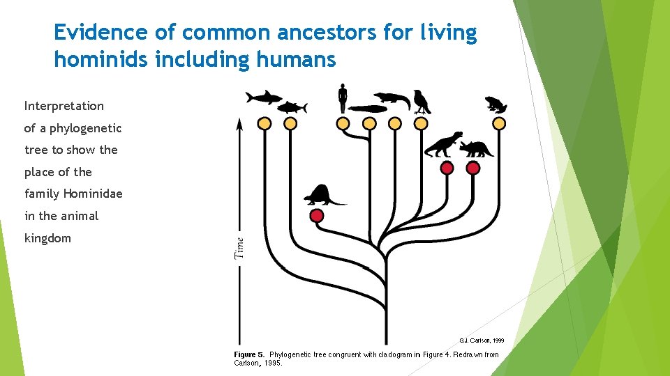 Evidence of common ancestors for living hominids including humans Interpretation of a phylogenetic tree