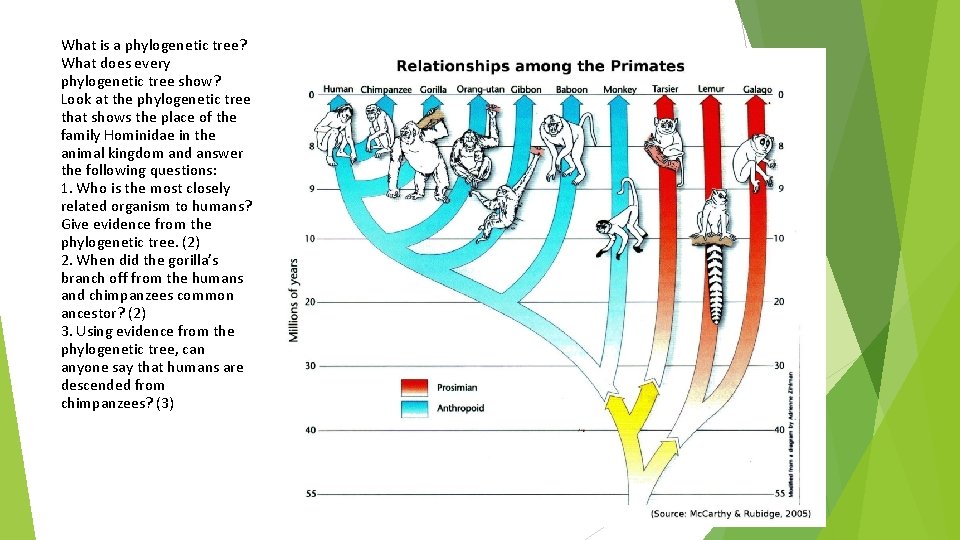 What is a phylogenetic tree? What does every phylogenetic tree show? Look at the