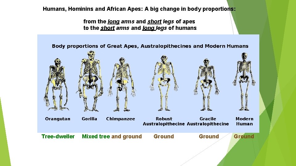 Humans, Hominins and African Apes: A big change in body proportions: from the long