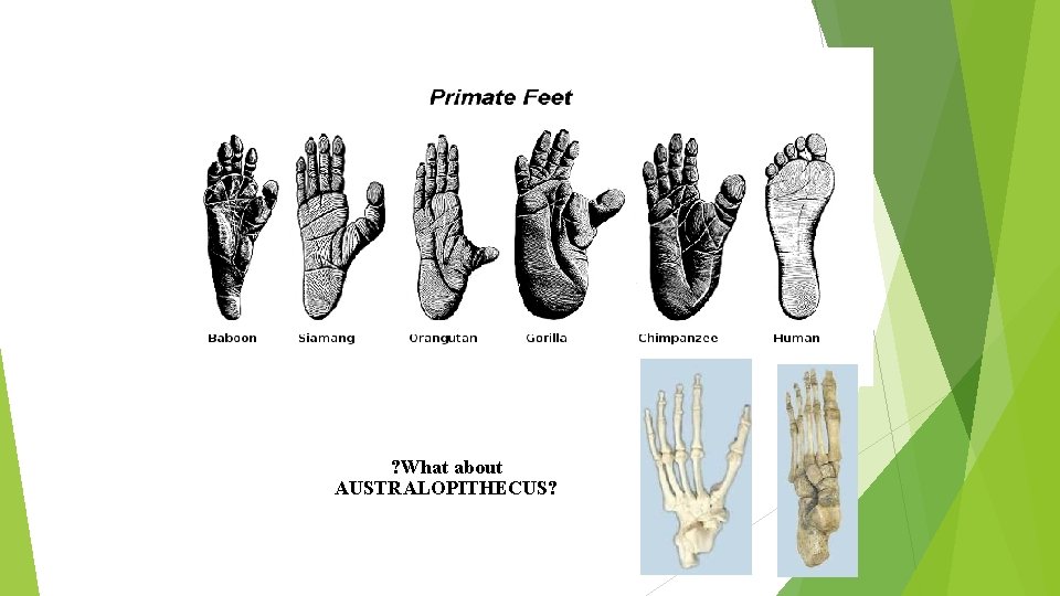 ? What about AUSTRALOPITHECUS? 