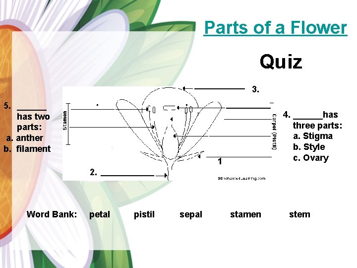  Parts of a Flower Quiz 3. _____ 5. ______ has two parts: a.