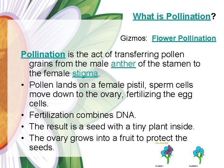 What is Pollination? Gizmos: Flower Pollination is the act of transferring pollen grains from