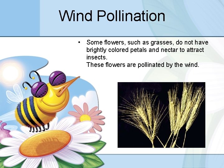 Wind Pollination • Some flowers, such as grasses, do not have brightly colored petals