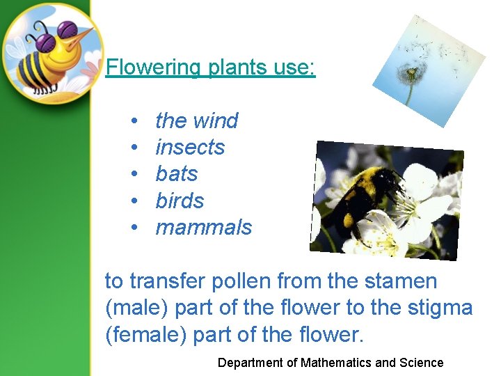 Flowering plants use: • • • the wind insects bats birds mammals to transfer