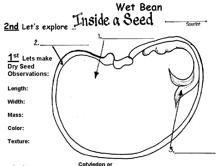 Wet Bean 2 nd Let’s explore … 1 st Lets make Dry Seed Observations: