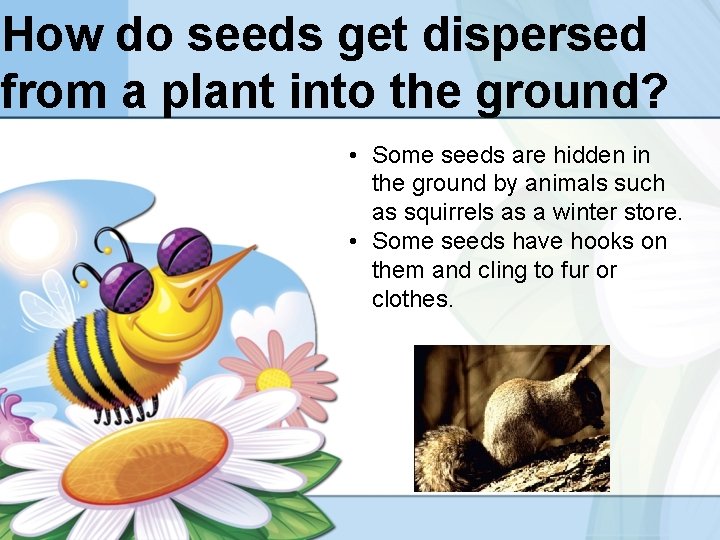 How do seeds get dispersed from a plant into the ground? • Some seeds