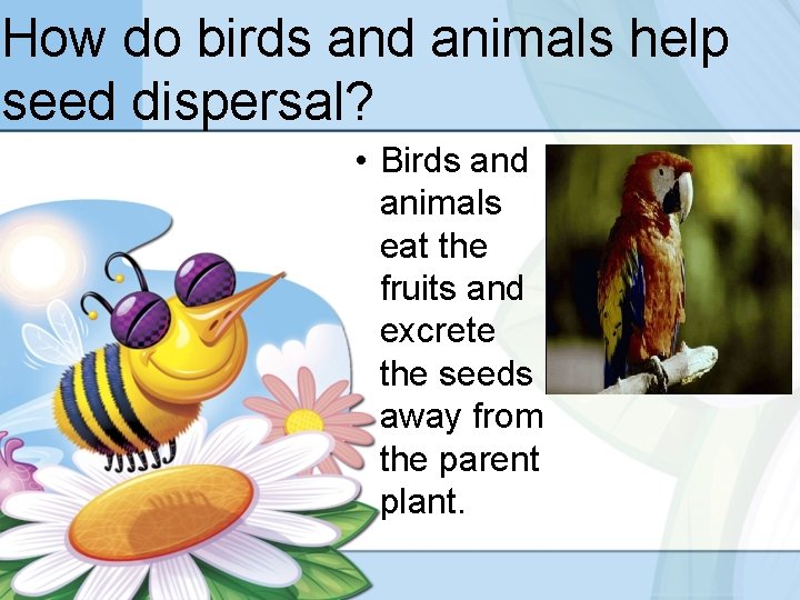 How do birds and animals help seed dispersal? • Birds and animals eat the