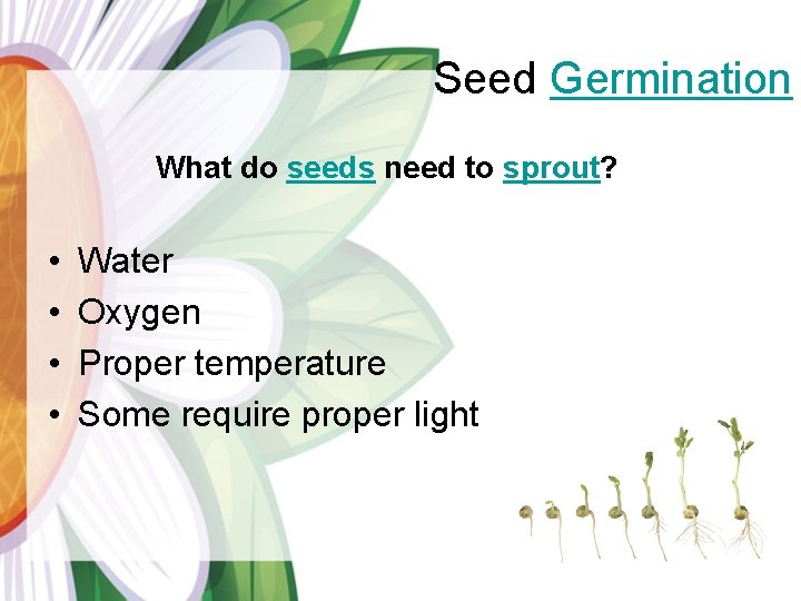  Seed Germination What do seeds need to sprout? • Water • Oxygen •