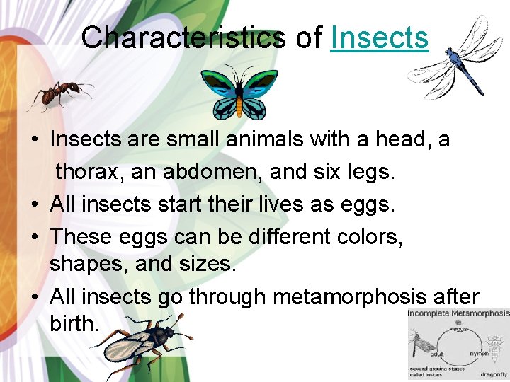 Characteristics of Insects • Insects are small animals with a head, a thorax, an