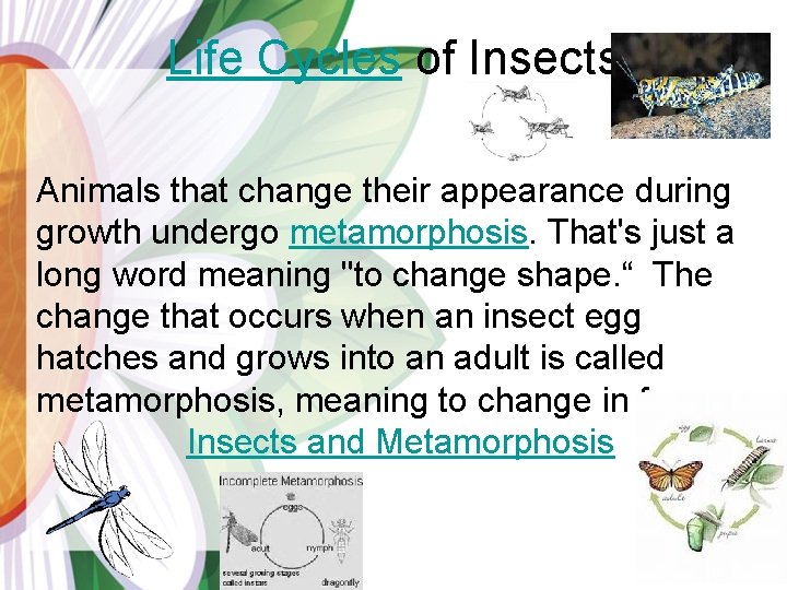 Life Cycles of Insects Animals that change their appearance during growth undergo metamorphosis. That's