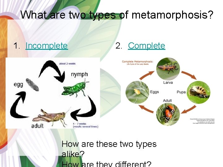 What are two types of metamorphosis? 1. Incomplete 2. Complete How are these two