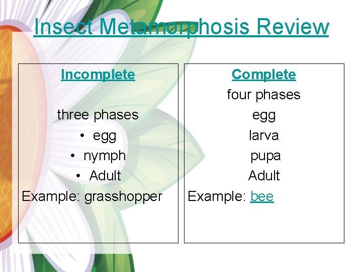 Insect Metamorphosis Review Incomplete three phases • egg • nymph • Adult Example: grasshopper