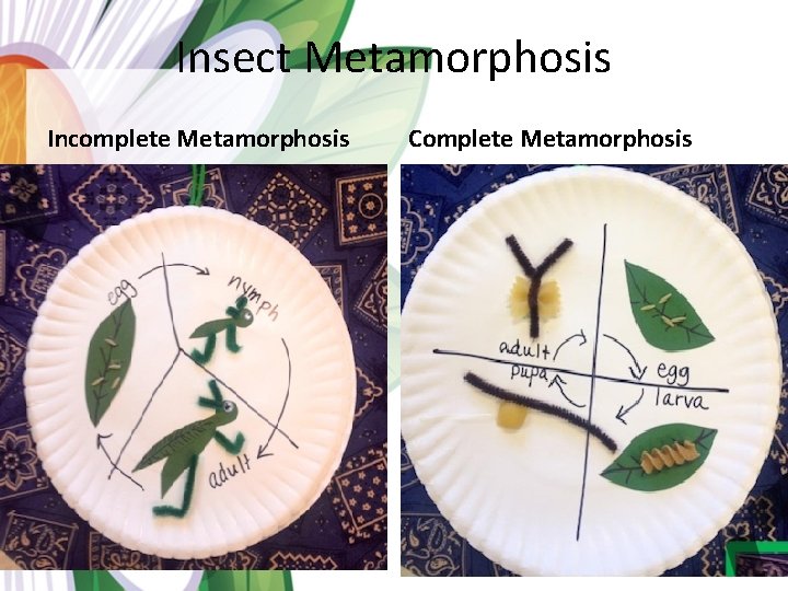 Insect Metamorphosis Incomplete Metamorphosis Complete Metamorphosis 