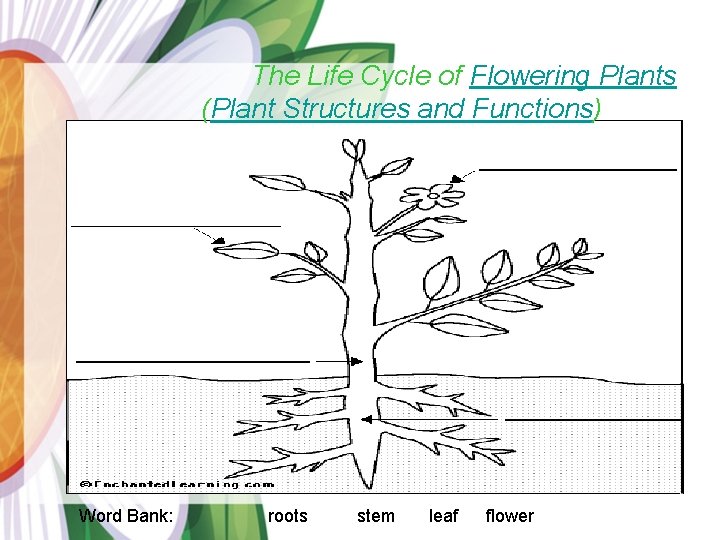 The Life Cycle of Flowering Plants (Plant Structures and Functions) Plants Parts Word Bank: