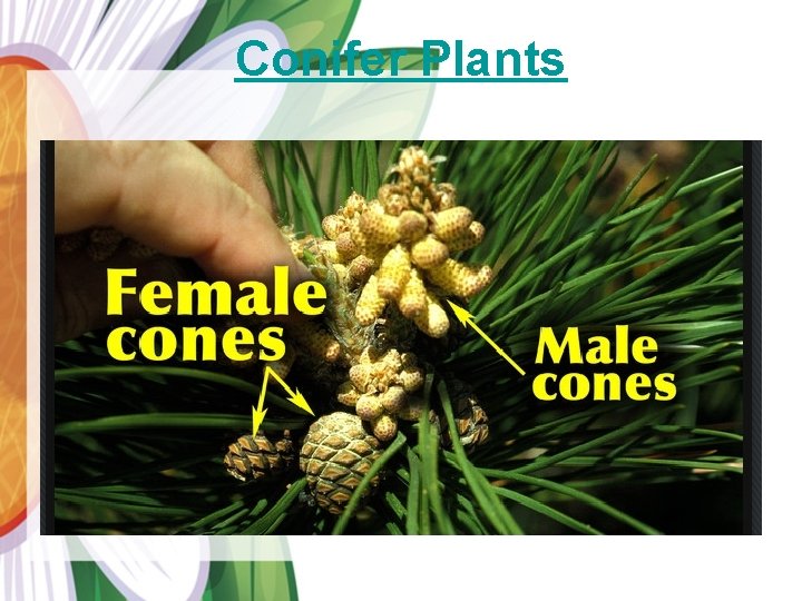Conifer Plants 