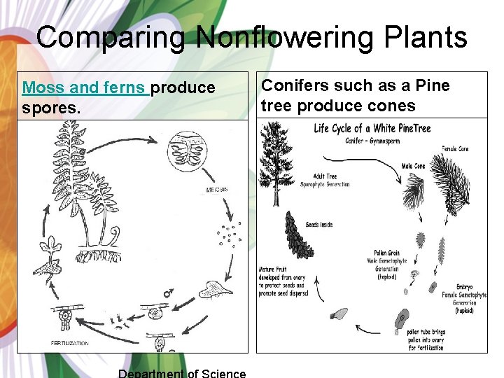 Comparing Nonflowering Plants Moss and ferns produce spores. Conifers such as a Pine tree