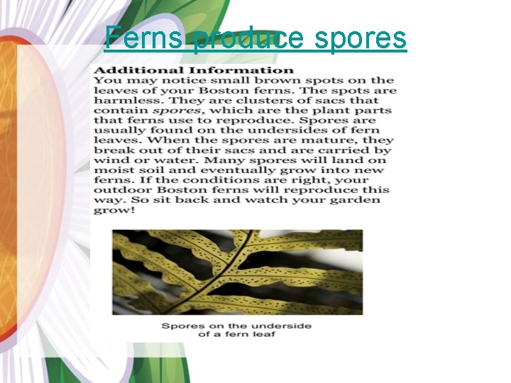 Ferns produce spores 
