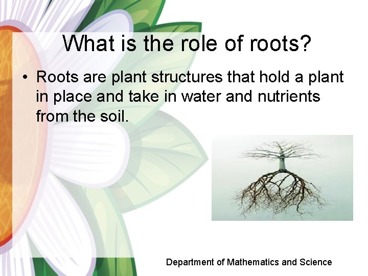 What is the role of roots? • Roots are plant structures that hold a