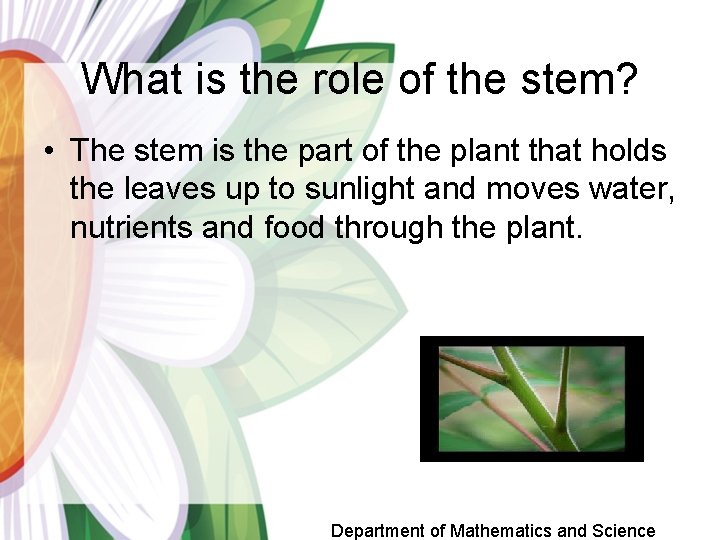 What is the role of the stem? • The stem is the part of