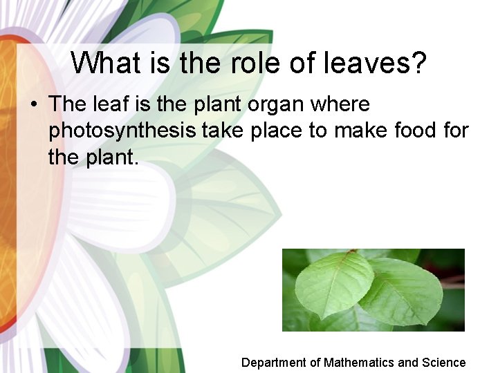 What is the role of leaves? • The leaf is the plant organ where