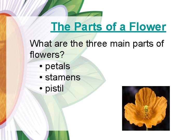 The Parts of a Flower What are three main parts of flowers? • petals