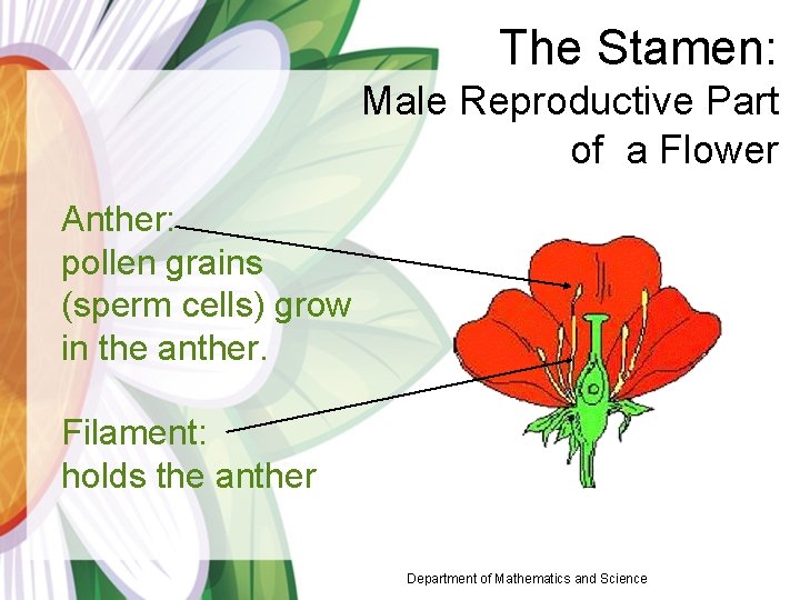 The Stamen: Male Reproductive Part of a Flower Anther: pollen grains (sperm cells) grow