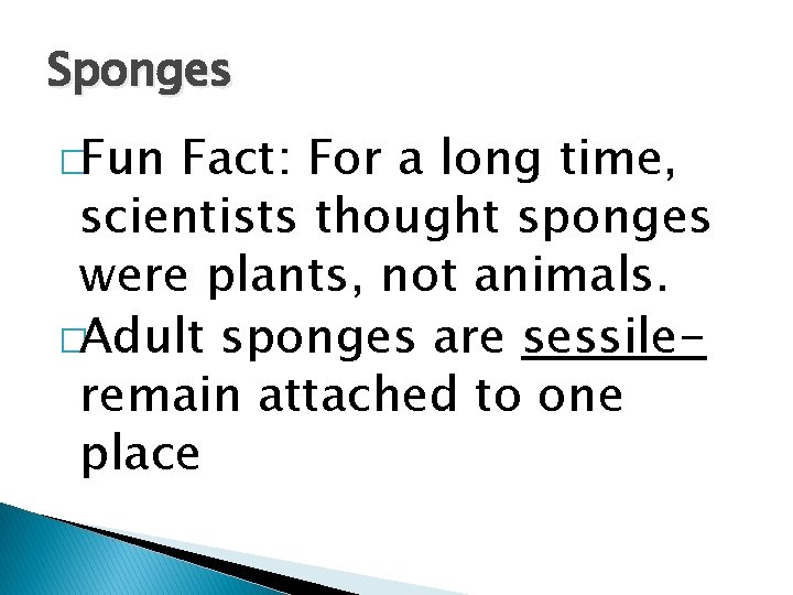 Sponges �Fun Fact: For a long time, scientists thought sponges were plants, not animals.