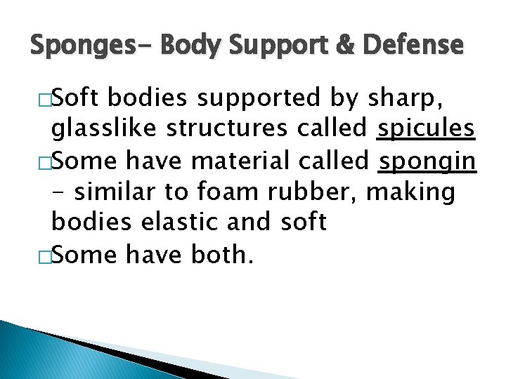 Sponges- Body Support & Defense �Soft bodies supported by sharp, glasslike structures called spicules