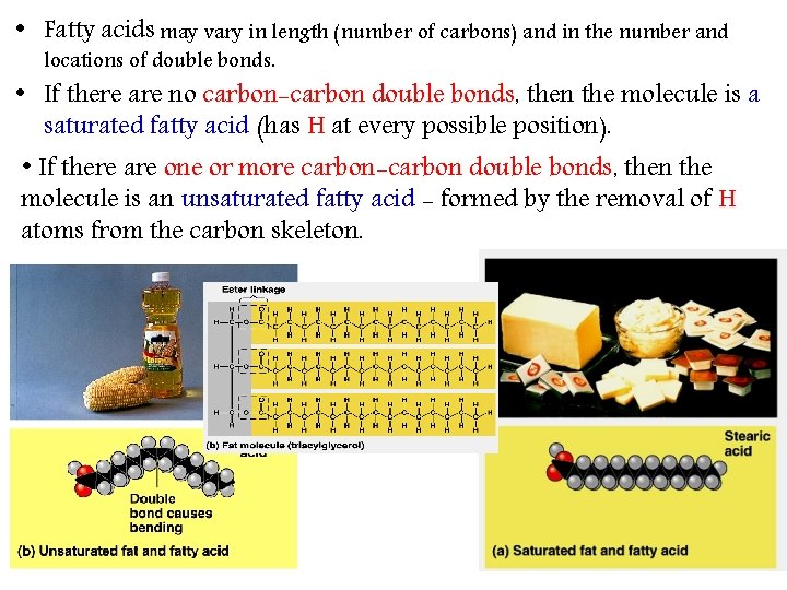  • Fatty acids may vary in length (number of carbons) and in the