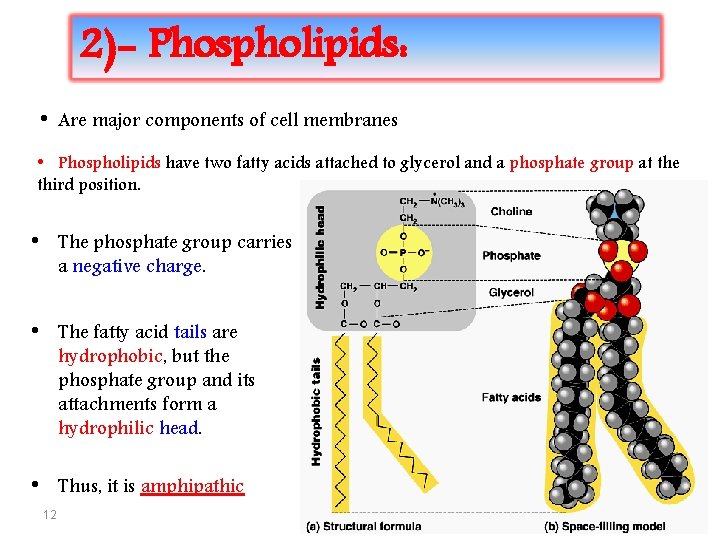 2)- Phospholipids: • Are major components of cell membranes • Phospholipids have two fatty