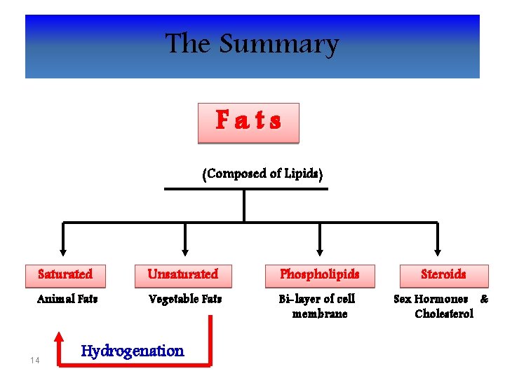 The Summary Fats (Composed of Lipids) Saturated Unsaturated Phospholipids Steroids Animal Fats Vegetable Fats