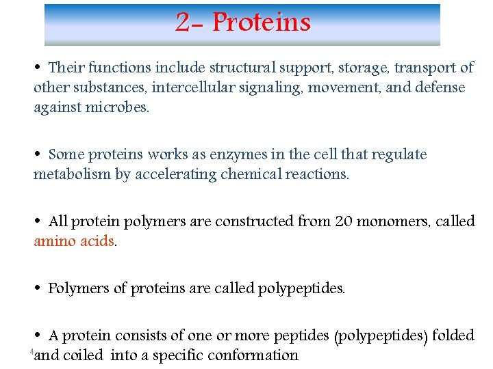 2 - Proteins • Their functions include structural support, storage, transport of other substances,