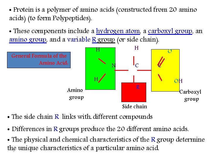  • Protein is a polymer of amino acids (constructed from 20 amino acids)