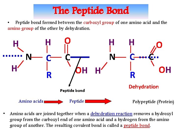 The Peptide Bond • Peptide bond formed between the carboxyl group of one amino