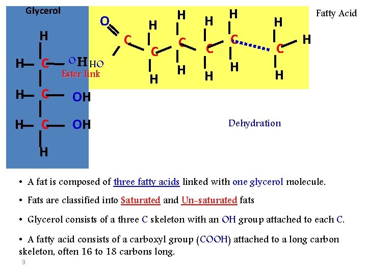 Glycerol O H C OH Ester link H C OH H C H H