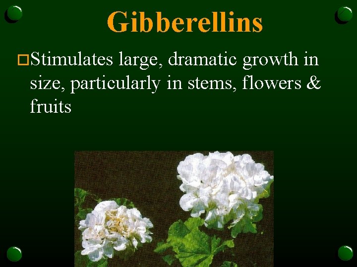 Gibberellins o. Stimulates large, dramatic growth in size, particularly in stems, flowers & fruits