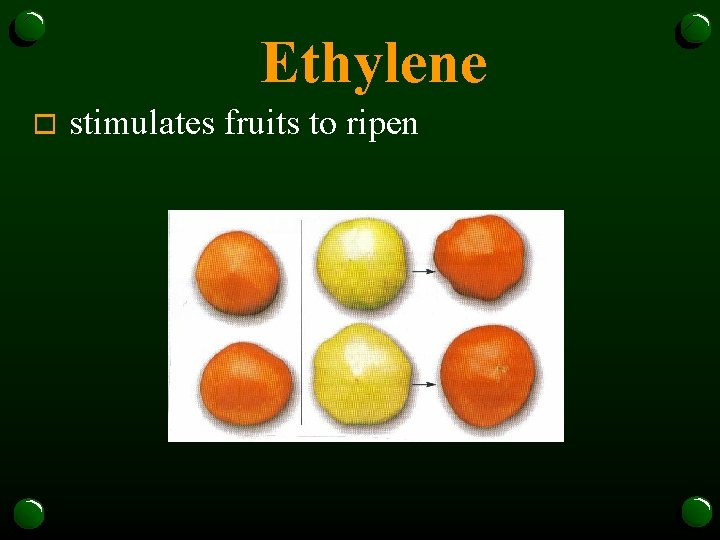 Ethylene o stimulates fruits to ripen 