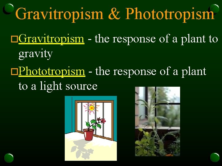 Gravitropism & Phototropism o. Gravitropism - the response of a plant to gravity o.